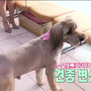 [나 혼자 산다 리뷰] 대박이의 ‘대박 변신’! “슈나우저였니?”
