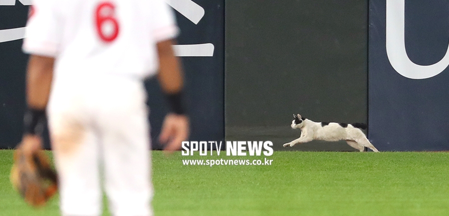 [포토S] 사직구장에 나타난 고양이, '날 말리지 말라옹!'