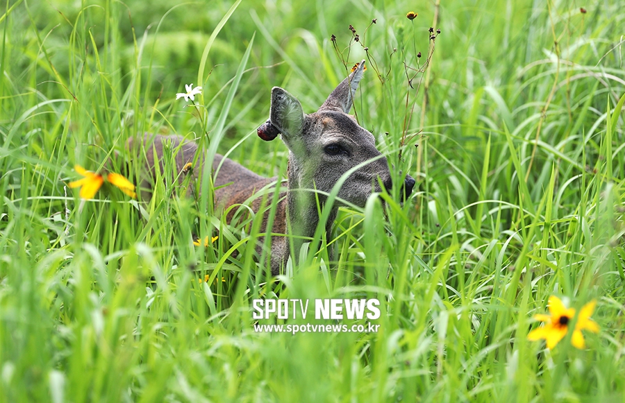 [포토S] 골프장에 나타난 노루, 코로나 뚫고 온 갤러리