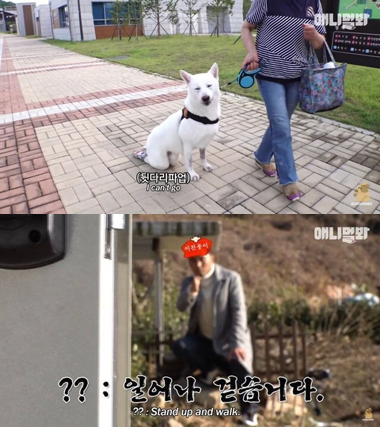 'TV동물농장', '장애견→관종견' 둔갑후 사과하더니 삭제…누리꾼 비판↑[종합]