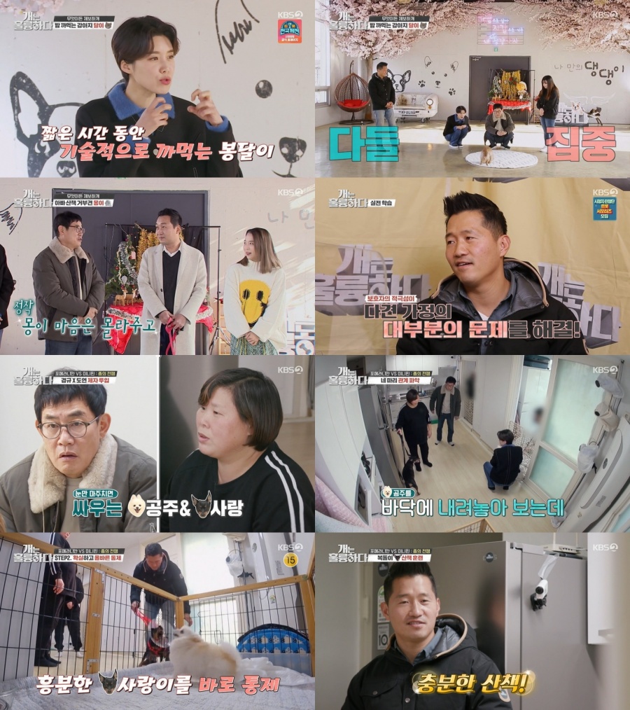 '개훌륭' 다견가정의 핵심은 보호자의 적극성 "규칙 세우고 유지하기"[TV핫샷]