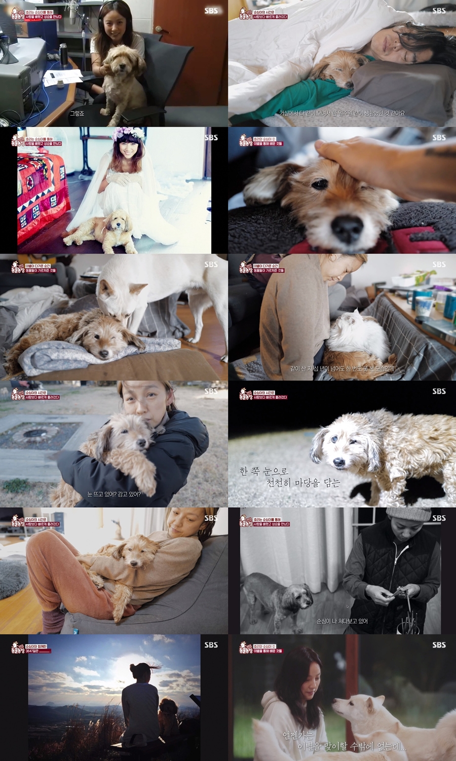 '동물농장' 이효리, ♥이상순과 만남→순심과 작별까지 "3647일 아름다웠다"[종합]