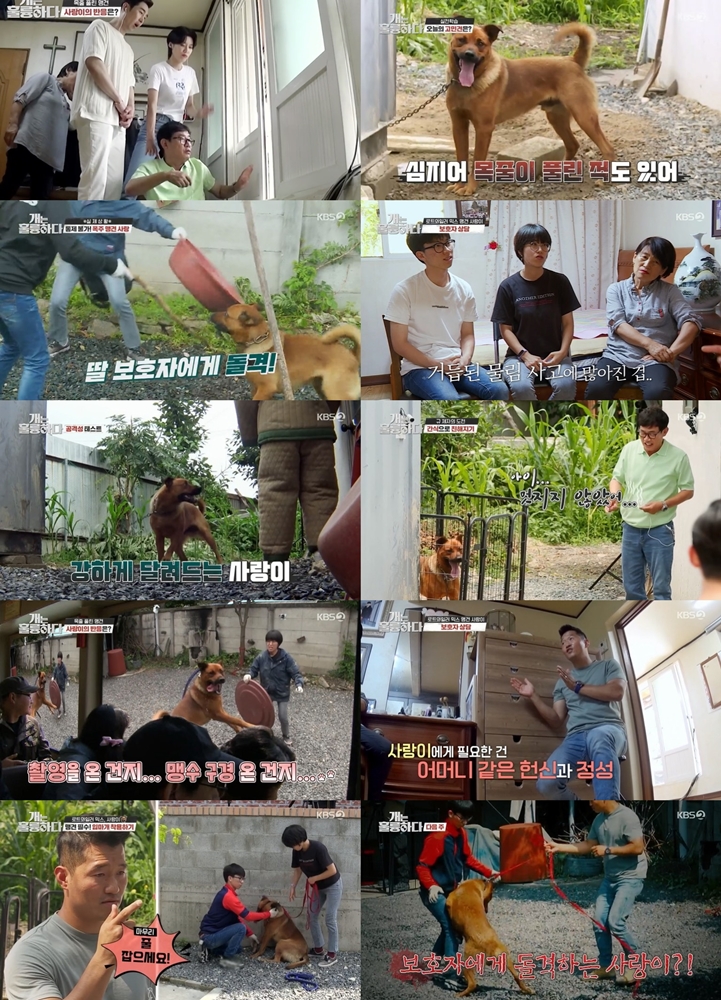 이경규 "중성화 수술하면 흥분도 다운" 전문가다운 지식('개훌륭')[TV핫샷]