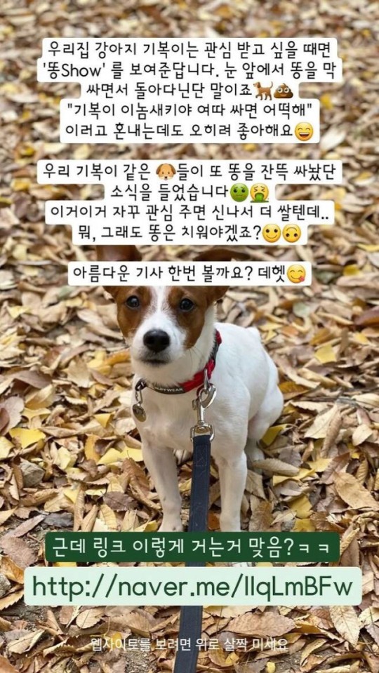 김희철, 유기견 발언 논란에 "X 잔뜩 싸놔…관심 주면 신나서 더 쌀텐데"[전문]