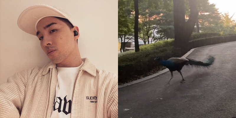 '민효린♥' 태양, 도심속 공작새 등장에 동공지진…"세상에 이런 일이"