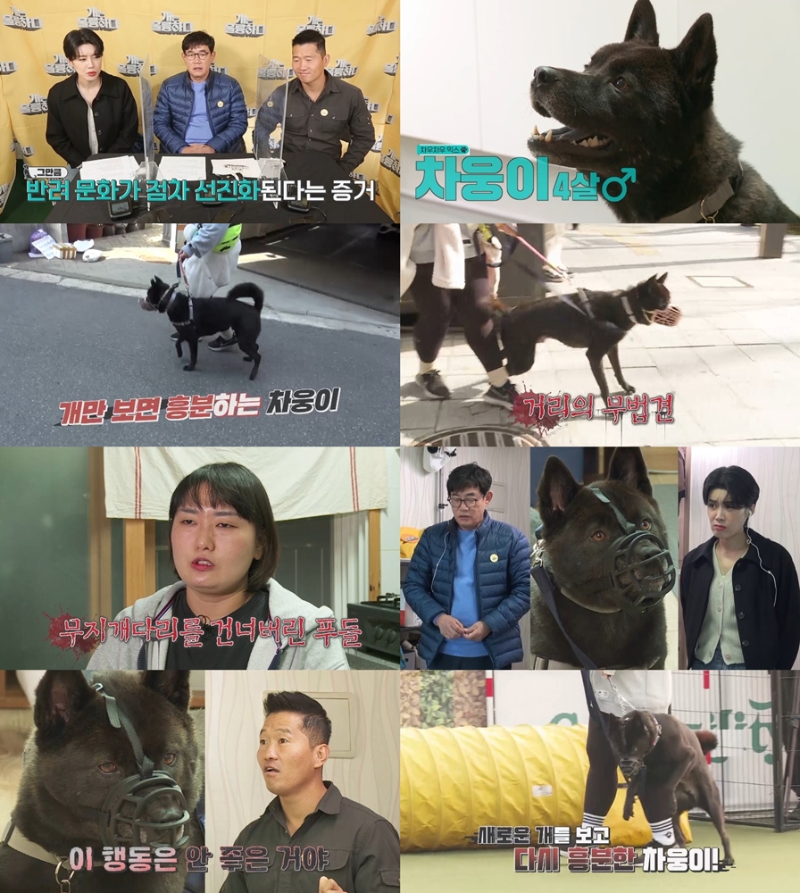 '개훌륭' 동물 향한 공격성으로 노견 물어 죽인 살생견 등장