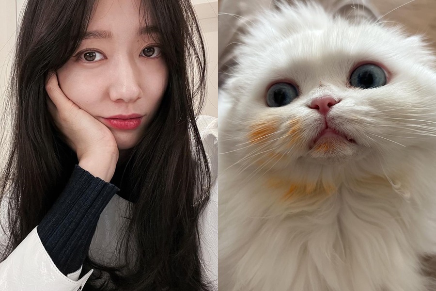 '최태준♥' 박신혜, 출산 앞두고 '냥자식' 때문에 속썩는 엄마…"참치도둑아"