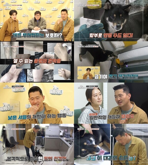 ▲ 21일 방송되는 '개는 훌륭하다'. 제공|KBS