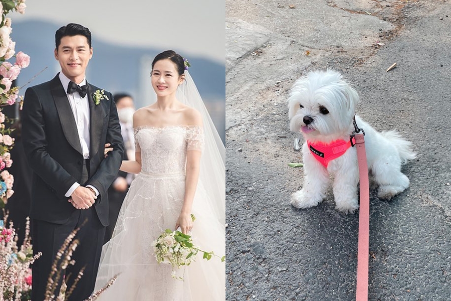 '현빈♥' 손예진, 임신설 의식했나…키티가 대신 전한 신혼의 일상
