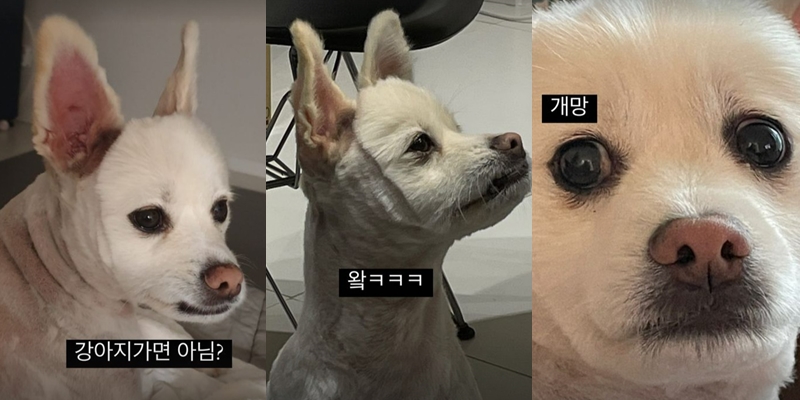 ▲ 출처| 아이비 인스타그램