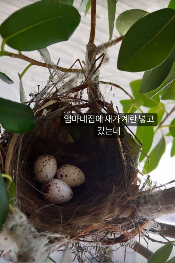 아유미, 이러다 '세상에 이런일이' 나오겠어…'동물농장' 제보감