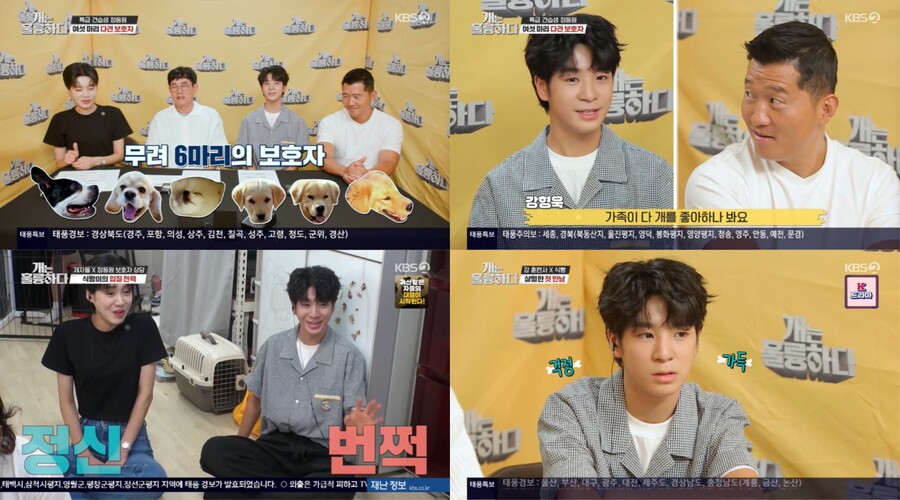 정동원 "첫 반려견, 휴게소에 버려졌던 유기견…산에 가서 죽었더라"('개훌륭')