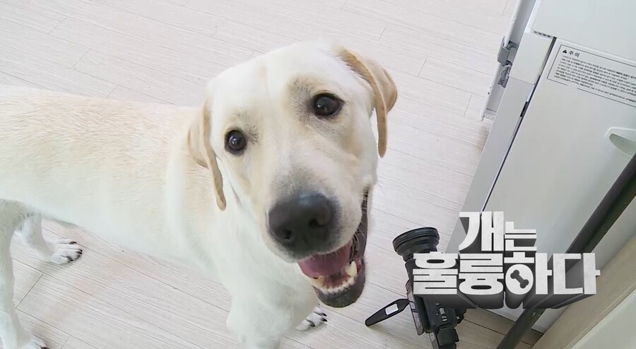 ▲ 제공|KBS2 '개는 훌륭하다'