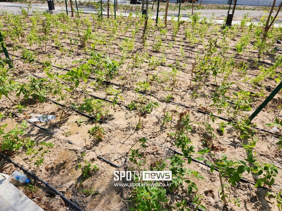 [카타르 NOW]친환경 월드컵이라더니…물 펑펑 쓰는 물부족 국가의 역설