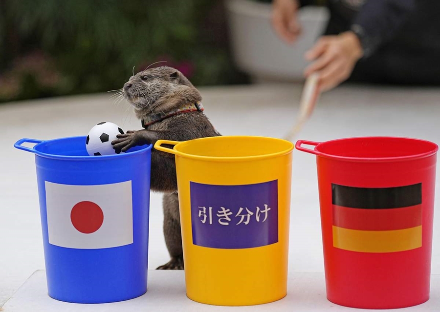 ▲ 일본과 독일 경기를 앞두고 일본 국기가 새겨진 컵에 공을 넣고 있는 수달. ⓒ산케이스포츠.