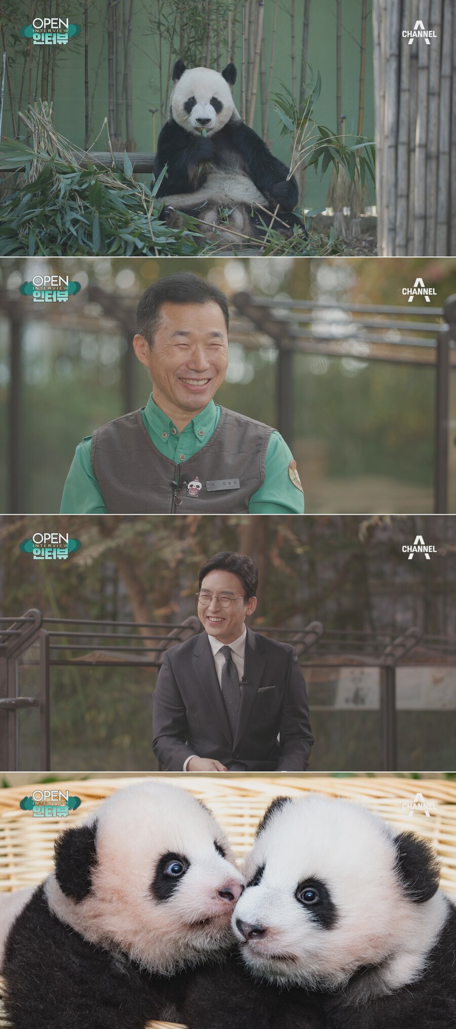 "푸바오, 떠나기 전까지 최선 다해 사랑할 것" 강철원 사육사 '눈물'('오픈인터뷰')