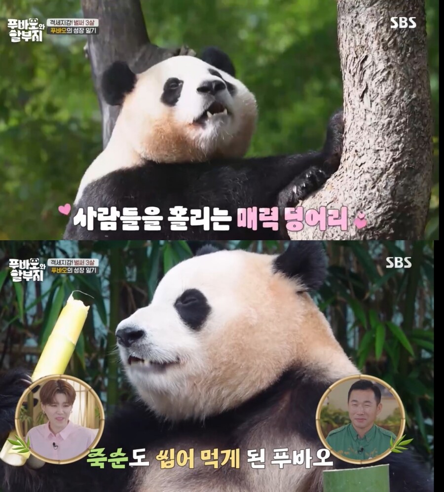 ▲ 푸바오. 제공| SBS '푸바오와 할부지'