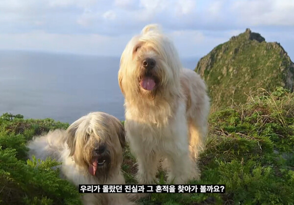 ▲ 독도 삽살개의 역사를 소개하는 영상. 제공|서경덕