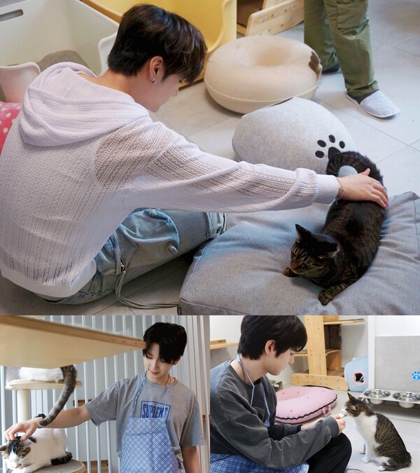 LOVE FNC, ‘세계 고양이의 날’ 맞아 FNC엔터와 보호묘 봉사활동