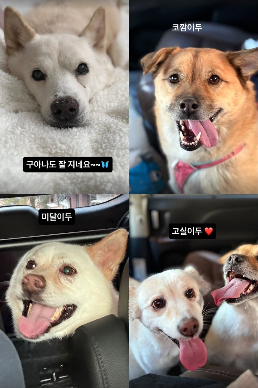 "걱정마세요" 이효리, 반려견 사진 오해에 황급히 해명→근황 신고까지