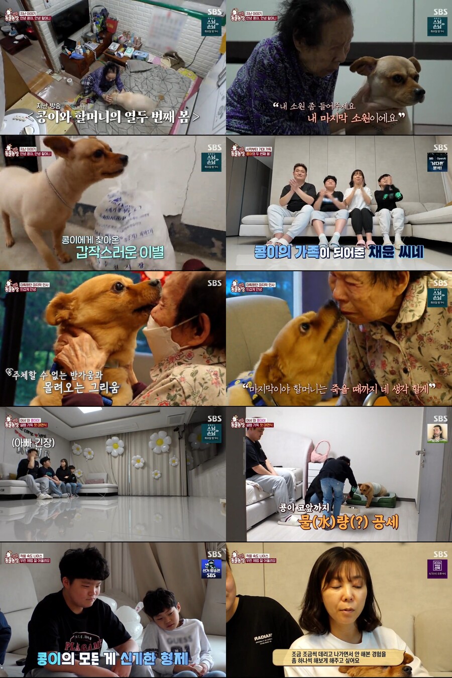 "마지막까지 네 생각 할게" 12살 콩이도 할머니도 울었다('TV동물농장')