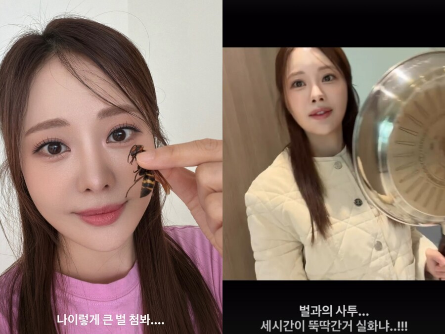 '이혼' 아옳이, 프라이팬 들고 말벌과 사투…맨손으로 잡았다