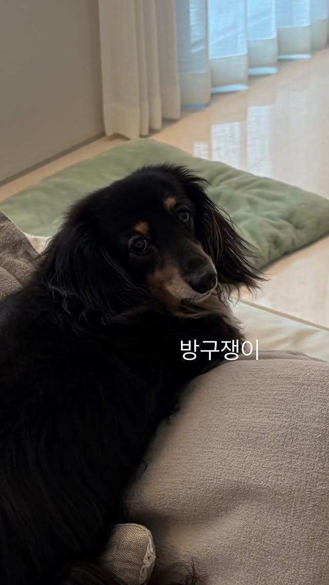 정경호·최수영, 결별→언팔에도…이름 나눈 반려견 '호영' 사진은 그대로[이슈S]